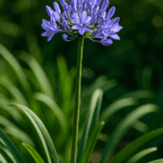 Ziemia do truskawek wolna od chorób i szkodników – oto jak ją przygotować