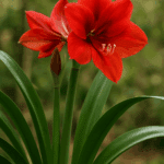 Jak przechowywać kurki, żeby nie zrobiły się gorzkie?