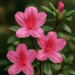 Jak przechowywać maliny, by nie spleśniały po jednym dniu?