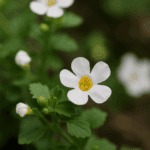 Jak przechowywać brokuły, by nie straciły koloru i smaku?