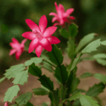 Jak zrobić dżem z dyni – smak, którego się nie spodziewasz i pokochasz od pierwszej łyżeczki