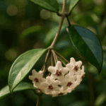 Dlaczego piwonia nie kwitnie? Ta błahostka niszczy Twoje kwiaty co roku