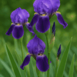 Jak długo można przechowywać bigos w słoikach, by był bezpieczny do spożycia?