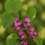 Jak przechowywać suszone śliwki, żeby nie nabrały wilgoci?