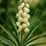 Jak zrobić dżem z brzoskwiń – poczuj smak prawdziwego lata nawet w środku zimy