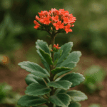 Dlaczego mieczyki nie kwitną? Nigdy nie sadź ich w tym miejscu! To gwarancja porażki