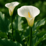 Jak przechowywać szczypiorek, żeby był świeży jak prosto z ogrodu?