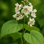 Jak przechowywać miód, żeby nie stracił swoich właściwości?