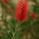 Jak długo przechowywać gołąbki w lodówce, by były nadal smaczne?