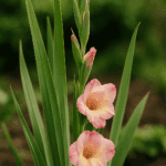 Dlaczego powojnik nie kwitnie? Sekret tkwi u jego „stóp”. Zapewnij mu to, a oszaleje