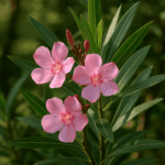 Jak przechowywać suszone jabłka, żeby nie chłonęły wilgoci?