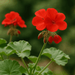 Dżem z truskawek – babcia byłaby dumna, to prostsze niż myślisz