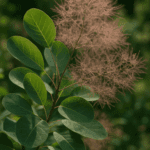 Ziemia do róż, która chroni przed czarną plamistością – prosty trik ogrodników