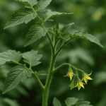 Dlaczego pelargonie nie kwitną? Zrób to, a balkon utonie w kwiatach. Sekret naszych babć