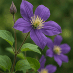 Ziemia do sukulentów, która podbije ich kolor – poznaj tajemnicę profesjonalistów