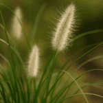 Jak przechowywać ziemniaki, by nie puszczały pędów?