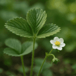 Ziemia do pelargonii z sekretnym wzmacniaczem – będą kwitły aż do mrozów