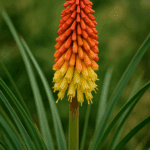 Ziemia do hortensji, która odmieni jej kolor – ten trik ogrodników cię zszokuje