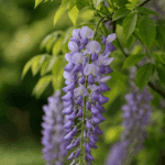 Ziemia do bananowca – dodaj TEN kuchenny składnik, a wystrzeli w górę