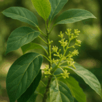 Jak długo przechowywać gołąbki w lodówce, by były nadal smaczne?