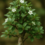 Ziemia do sukulentów, która podbije ich kolor – poznaj tajemnicę profesjonalistów