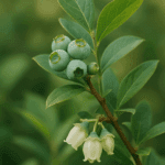 Ziemia do róż, która chroni przed czarną plamistością – prosty trik ogrodników
