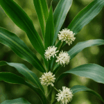 Jak zrobić dżem z rabarbaru – wiosenny klasyk w nowej odsłonie, której jeszcze nie znasz