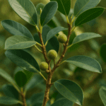 Jak zrobić dżem z jeżyn – leśny skarb w Twojej spiżarni, poznaj trik na gęstą konsystencję