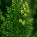 Dlaczego mieczyki nie kwitną? Nigdy nie sadź ich w tym miejscu! To gwarancja porażki