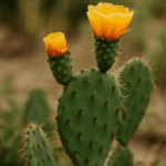 Jak przechowywać maliny, by nie spleśniały po jednym dniu?