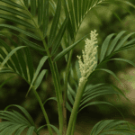 Jak zrobić dżem z winogron – nie uwierzysz, jakie to proste i dlaczego nikt tak nie robi