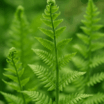 Ziemia do rododendronów – nie daj sobie wcisnąć byle czego w sklepie ogrodniczym