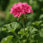 Jak przechowywać oliwę z oliwek, by nie zmieniła smaku?