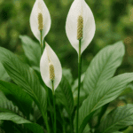 Jak zrobić dżem z gruszek – dodaj tę jedną przyprawę, a goście oszaleją z zachwytu