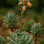 Dlaczego powojnik nie kwitnie? Sekret tkwi u jego „stóp”. Zapewnij mu to, a oszaleje