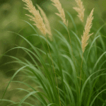 Dlaczego kuflik nie kwitnie? Te „szczotki do butelek” nie pojawią się, jeśli o tym zapomnisz