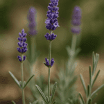 Jak zrobić dżem z aronii – mamy sposób na pozbycie się cierpkiego smaku