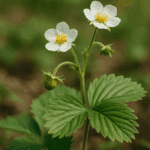 Jak zrobić dżem z mirabelek – złap smak ostatnich dni lata, zanim znikną