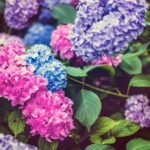 Jak przechowywać truskawki, żeby dłużej zachowały świeżość?