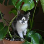 Jak wybrać regał czy toaletkę? Najlepsze meble skrzyniowe do salonu od Novodom