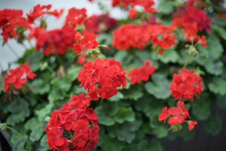 Jak zimować pelargonie? 3 metody, temperatura i budzenie wiosną